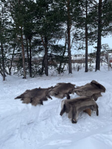 4 reinskinn ute