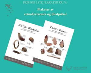 plakater som viser blodpølser og reinsdyrtarmer fra Rein Styrke
